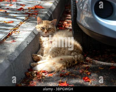 Street cat on Gran Canaria, resting in the shade beside a car tire, sheltered from the midday heat. Surrounded by fallen red blossoms. Stock Photo