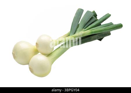 Green onion isolated on white background. Top view Stock Photo