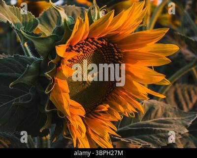 Sunflower in golden sunrise light with curled petals, Călărași, Romania, 29 June 2025 Stock Photo