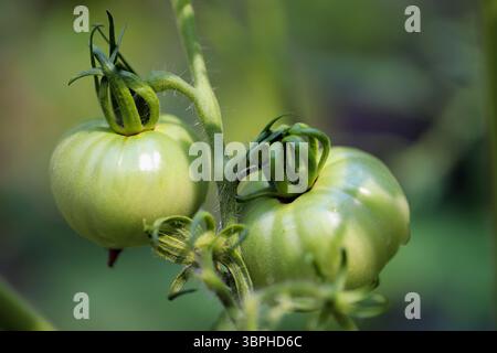 Green tomatoes on vine Stock Photo