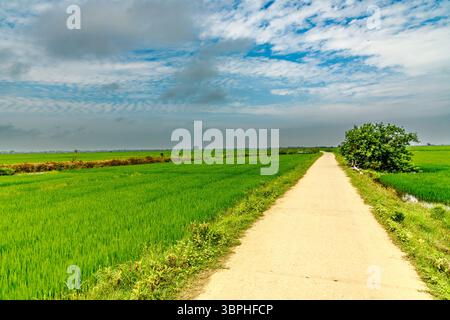 A long, straight dirt path leads through vibrant green rice paddies under a cloudy sky in rural Vietnam. A lone tree stands beside the path, adding a Stock Photo