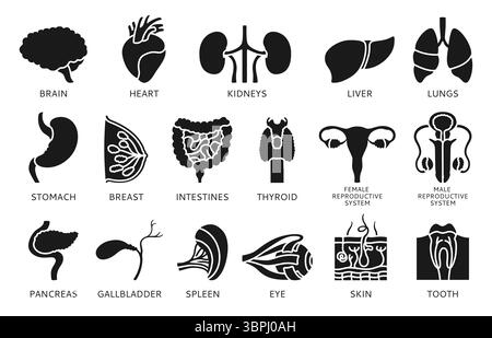 Human organs with names description set infographic. Cartoon lung brain ...