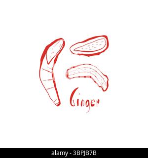 Hand drawn ginger root and slices in red outline style on white background for food packaging and natural health concepts Stock Vector