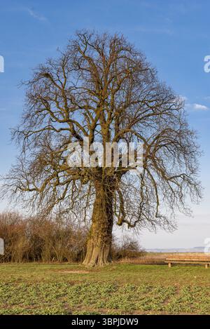 Tree trunk, branches and crown of a still leafless chestnut in spring with a park bench in fine weather, Frankfurt am Main, Germany, Europe Stock Photo