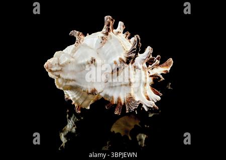 Close-up of Murex Indivia Longspine sea shell on a black background, Odessa, Ukraine, Europe Stock Photo