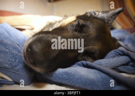 German shepherd dog sleep. Sleeping dogs face close-up Stock Photo