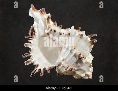 Close-up of Murex Indivia Longspine sea shell on a black background, Odessa, Ukraine, Europe Stock Photo