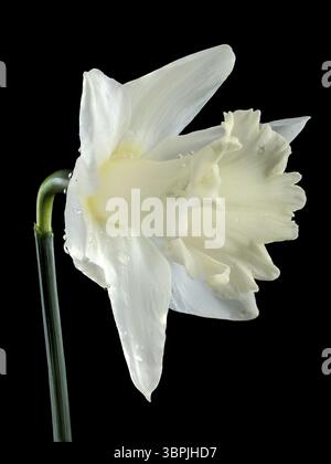 Beautiful blooming white narcissus flower isolated on a black background. Flower head close-up, Odessa, Ukraine, Europe Stock Photo