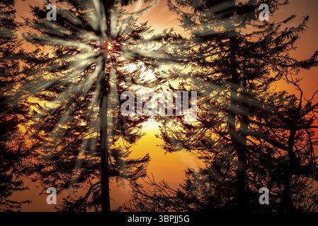 Rays of sunlight shine through the misty silhouettes of pine trees with an orange-coloured background Stock Photo