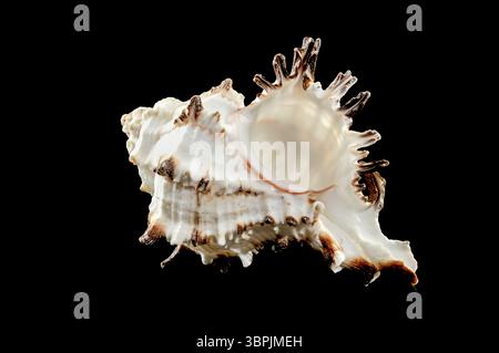 Close-up of Murex Indivia Longspine sea shell on a black background, Odessa, Ukraine, Europe Stock Photo
