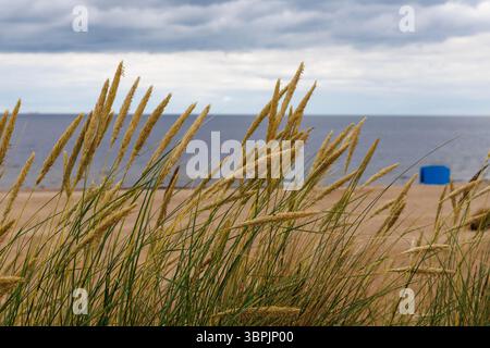 A close-up of long beach grass blowing in the wind, with a sandy shore and sea in the background under a cloudy sky. Stock Photo