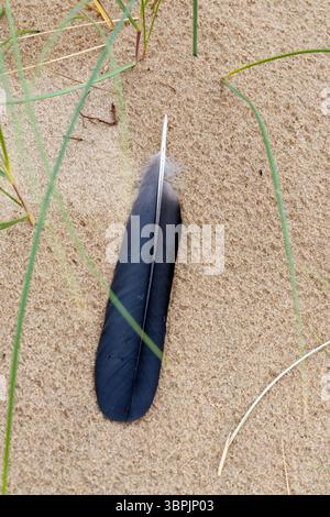 A dark blue feather with a light tip lies in the sand, surrounded by individual blades of green grass. Stock Photo