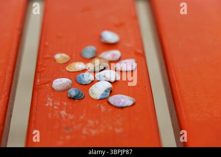 Various small collections of shells and pebbles are scattered on an orange wooden bench on the beach. Stock Photo