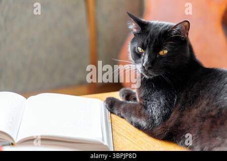A black cat with yellow eyes lies next to an open book on a wooden surface, looking away from the camera. Stock Photo