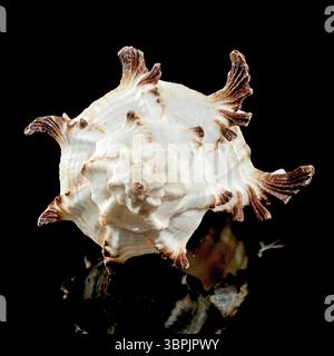 Close-up of Murex Indivia Longspine sea shell on a black background, Odessa, Ukraine, Europe Stock Photo