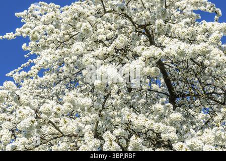 The branches of a flowering cherry tree in spring with white blossoms against a blue, cloudless sky Stock Photo