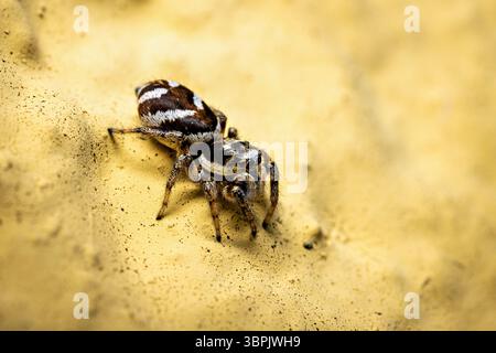 A zebra jumping spider in the wild Stock Photo