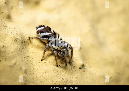 A zebra jumping spider in the wild Stock Photo
