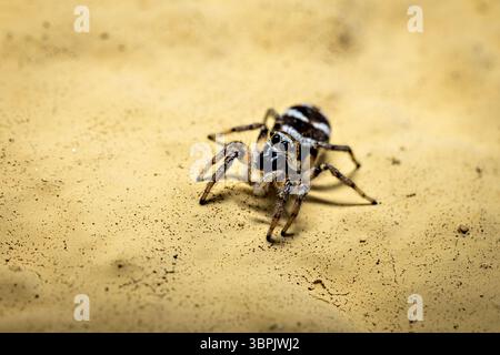 A zebra jumping spider in the wild Stock Photo