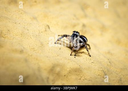 A zebra jumping spider in the wild Stock Photo