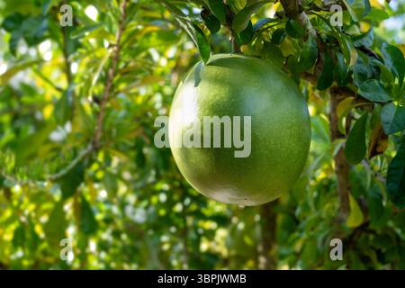 Calabash fruit in the Philippines Stock Photo