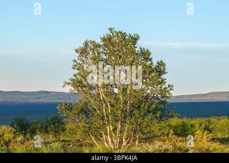 Birch tree in a woodland view Stock Photo
