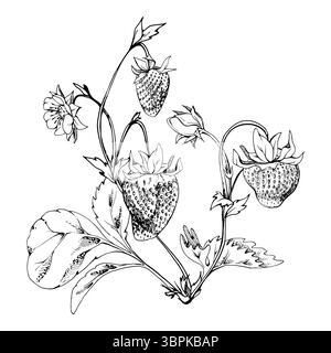 Strawberry on stems with flowers leaves vines tendrils, hanging ripe garden berry pineberry strasberry. Isolated botanical illustration hand drawn in Stock Vector