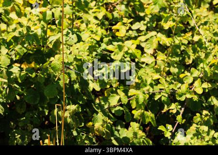 Dragonfly sitting on a leaf in the garden. Selective focus. Stock Photo