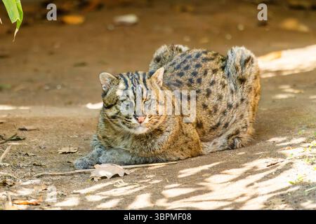 Fishing cat, Yu mao (Prionailurus viverrinus, Felis viverrinus), lying on sandy ground Stock Photo