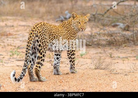 leopard (Panthera pardus), adult female standing on the ground, South Africa, Mpumalanga Stock Photo