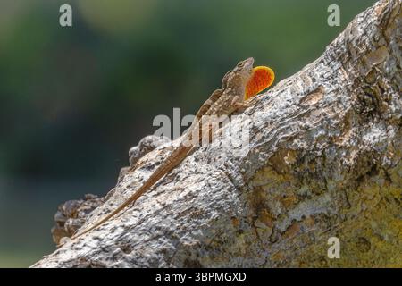Brown anole, Cuban anole, Cuban brown anole, De la Sagra's anole, Bahaman anole (Anolis sagrei, Norops sagrei), male sitting on a tree trunk with its Stock Photo