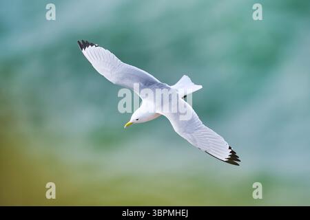 mew gull (Larus canus), flying over the sea, wildlife, Germany, Schleswig-Holstein, Heligoland Stock Photo