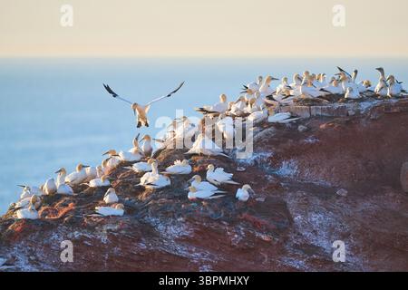 northern gannet (Sula bassana, Morus bassanus), breeding colony on a bird rock, Germany, Schleswig-Holstein, Heligoland Stock Photo
