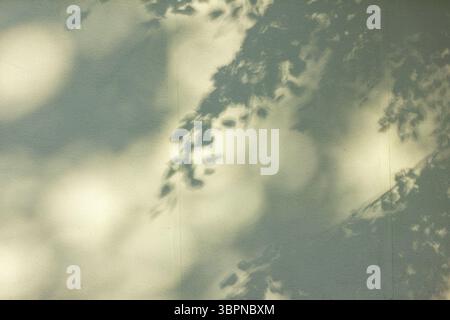 The abstract background is the soft shadows of tree branches and leaves cast by sunlight on a textured wall. The play of light and shadow creates a ca Stock Photo