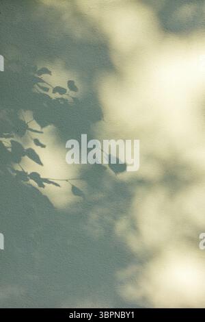 The abstract background is the soft shadows of tree branches and leaves cast by sunlight on a textured wall. The play of light and shadow creates a ca Stock Photo