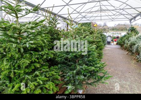 Christmas trees on sale at garden centre, Wales, UK Stock Photo