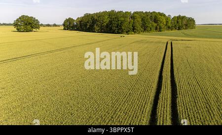 Vast golden fields stretch towards a wooded area under a clear blue sky. Stock Photo