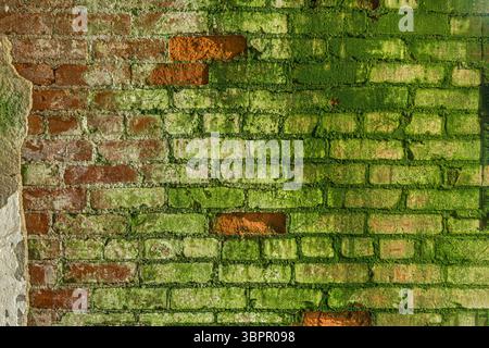 Brick wall inside abandoned building covered with moss, Indiana, USA Stock Photo