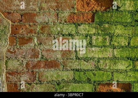 Brick wall inside abandoned building covered with moss, Indiana, USA Stock Photo