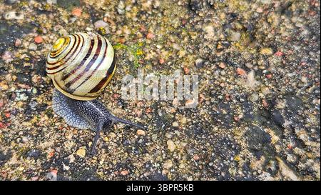 Striped Snail on Textured Ground Stock Photo