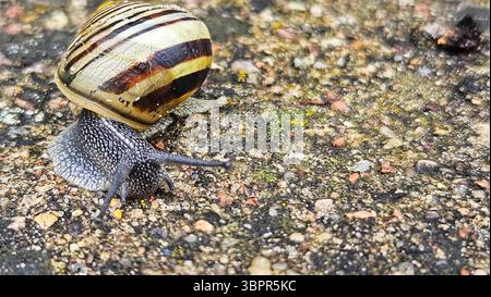 Striped Snail on Textured Ground Stock Photo