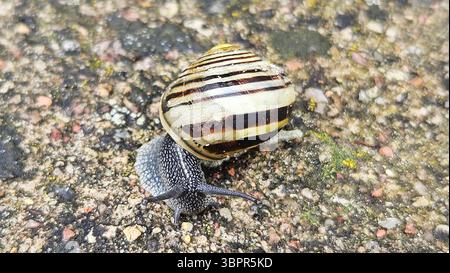 Striped Snail on Textured Ground Stock Photo