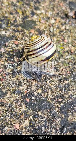 Striped Snail on Textured Ground Stock Photo