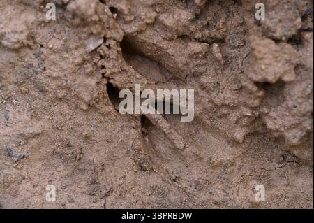 Roe Deer (Capreolus capreolus) hoof prints (slots) in silty mud by river, Berwickshire, Scotland, March Stock Photo