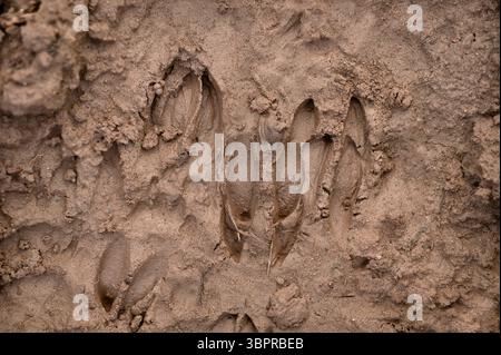 Roe Deer (Capreolus capreolus) hoof prints (slots) in silty mud by river, Berwickshire, Scotland, March Stock Photo