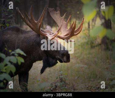 Bull moose with a large antler rack coming out of the woods in Alaska Stock Photo