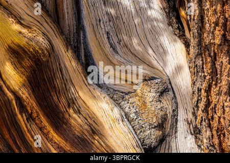 Close-up of an ancient bristlecone pine tree trunk, highlighting its textured knots, gnarls, and weathered bark in a California forest Stock Photo