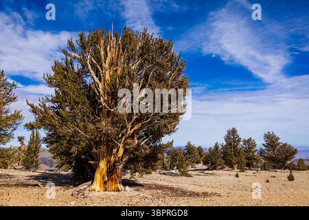 Bristlecone pine tree growing in the Ancient Bristlecone Pine Forest under a blue sky with clouds Stock Photo
