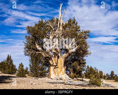 Gnarled bristlecone pine tree with green needles and twisted branches growing in the Ancient Bristlecone Pine Forest in California's White Mountains Stock Photo