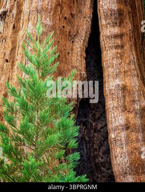Close-up of a young sequoia tree growing next to the textured bark of a giant sequoia tree trunk, showcasing the contrast in size and the resilience o Stock Photo